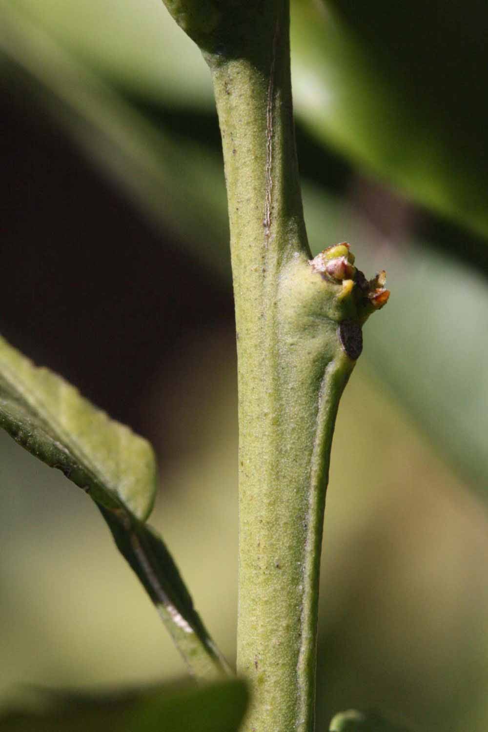              First year twig (Riverside, CA)       